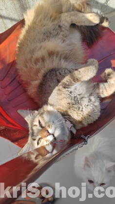 Parisian & Mix Breed